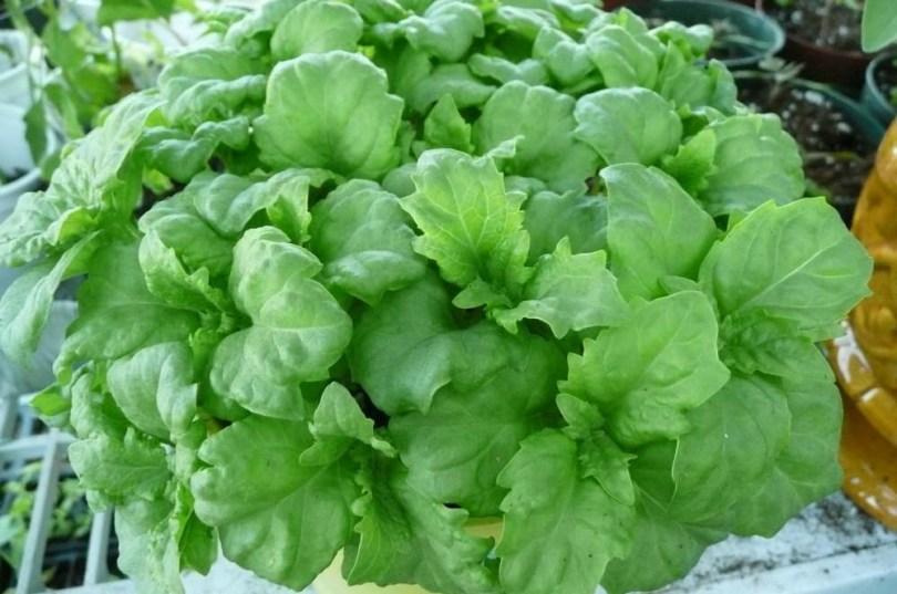 Serrata bazsalikom